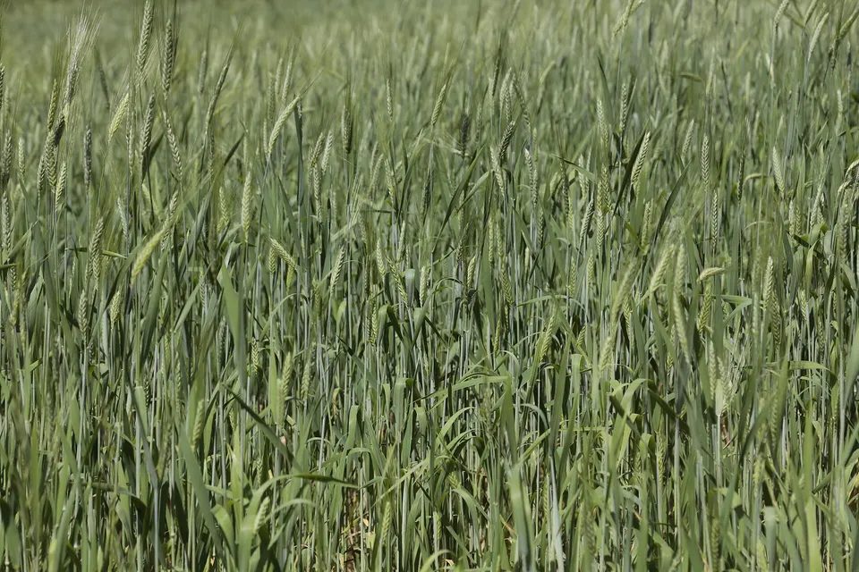 Farro della Garfagnana IGP: dove acquistarlo direttamente dai produttori