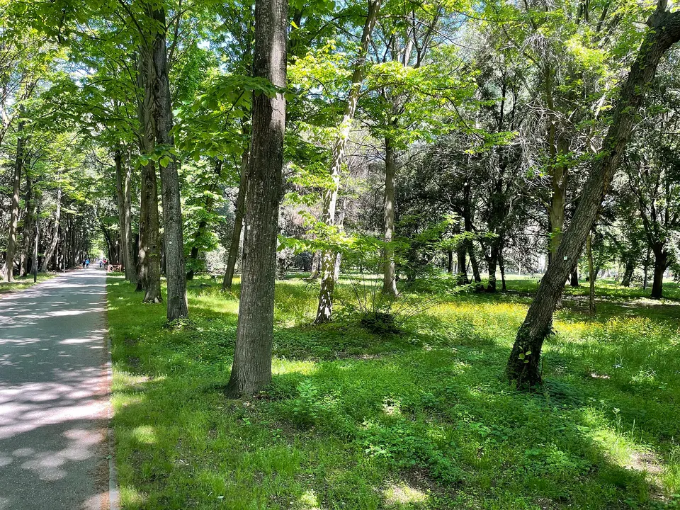 Prato e alberi