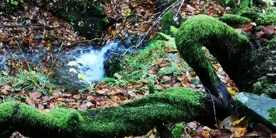 parco naturale regionale delle Alpi Apuane (Q3895677)